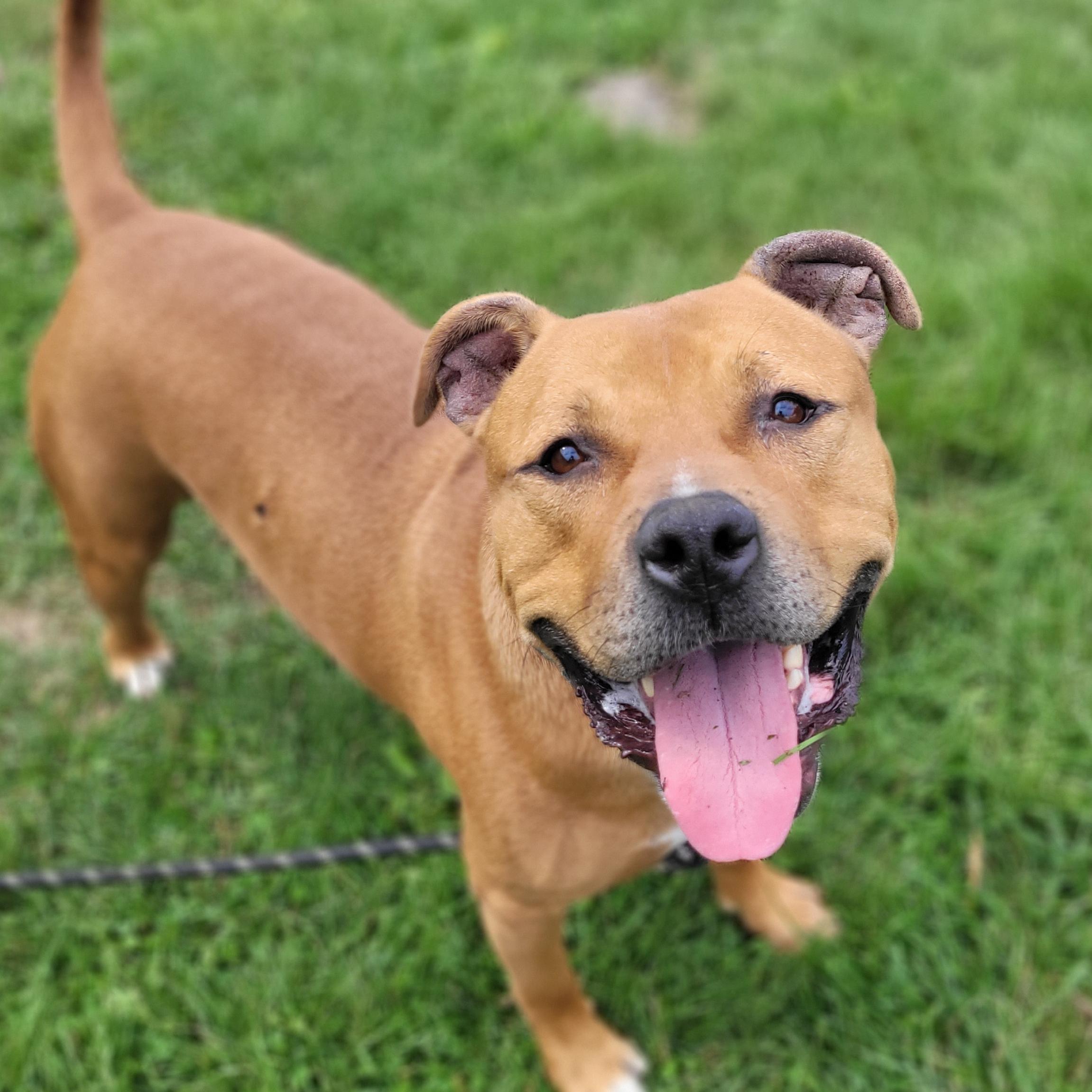 King, Adoptable, Adult Male Pit Bull Terrier.