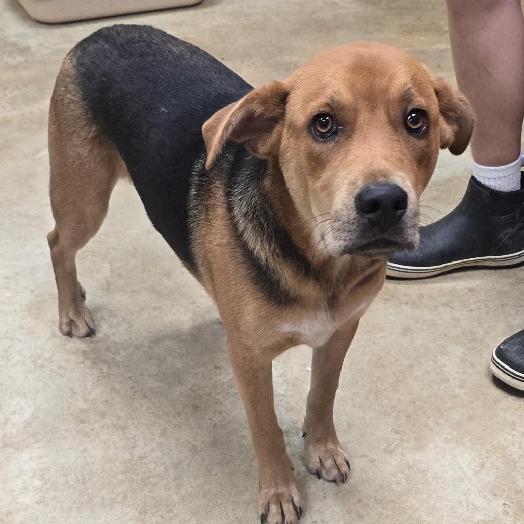 Enlarge Mango - 061705U, a Adoptable mixed breed in Tupelo, MS image 2/2