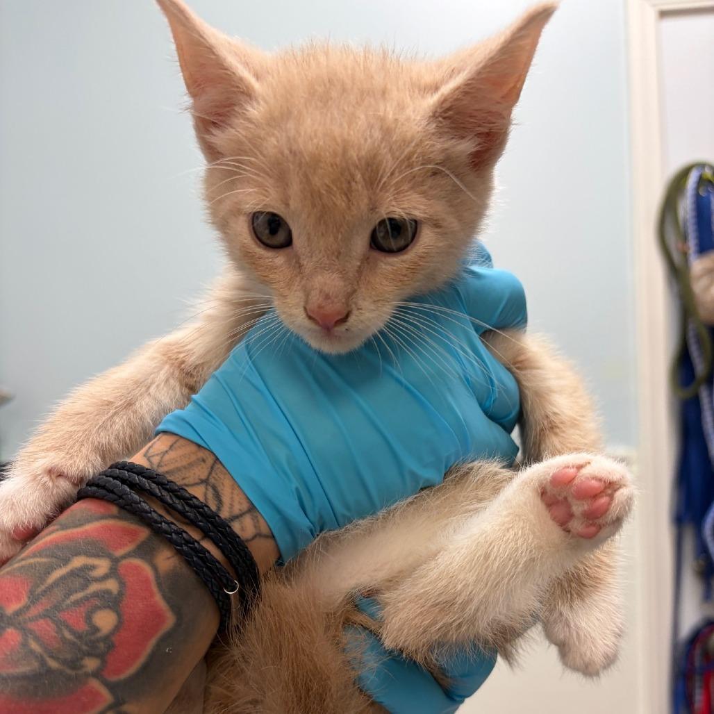 Almond, a Adoptable Domestic Short Hair in Greensboro, GA image 2/2