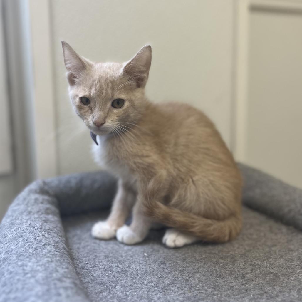 Almond, a Adoptable Domestic Short Hair in Greensboro, GA image 1/2