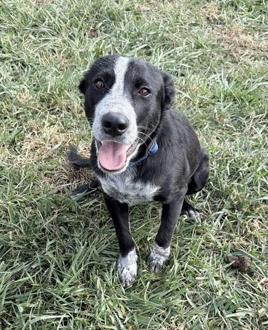 Four Sibling ~ Abner thumbnail 2