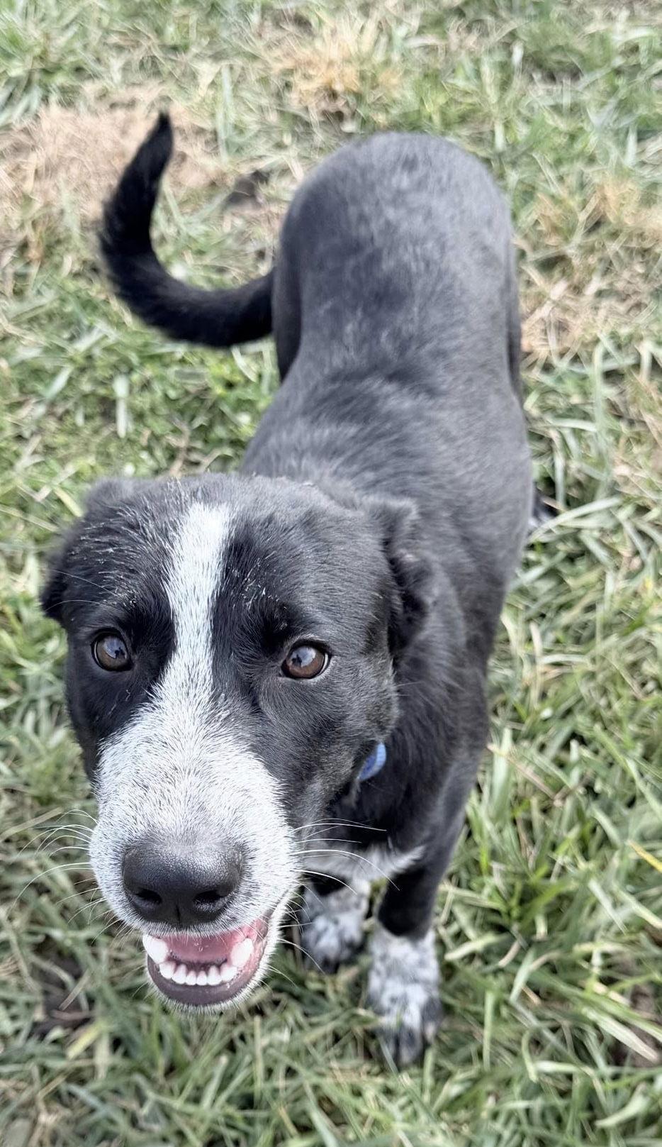 Four Sibling ~ Abner thumbnail 4