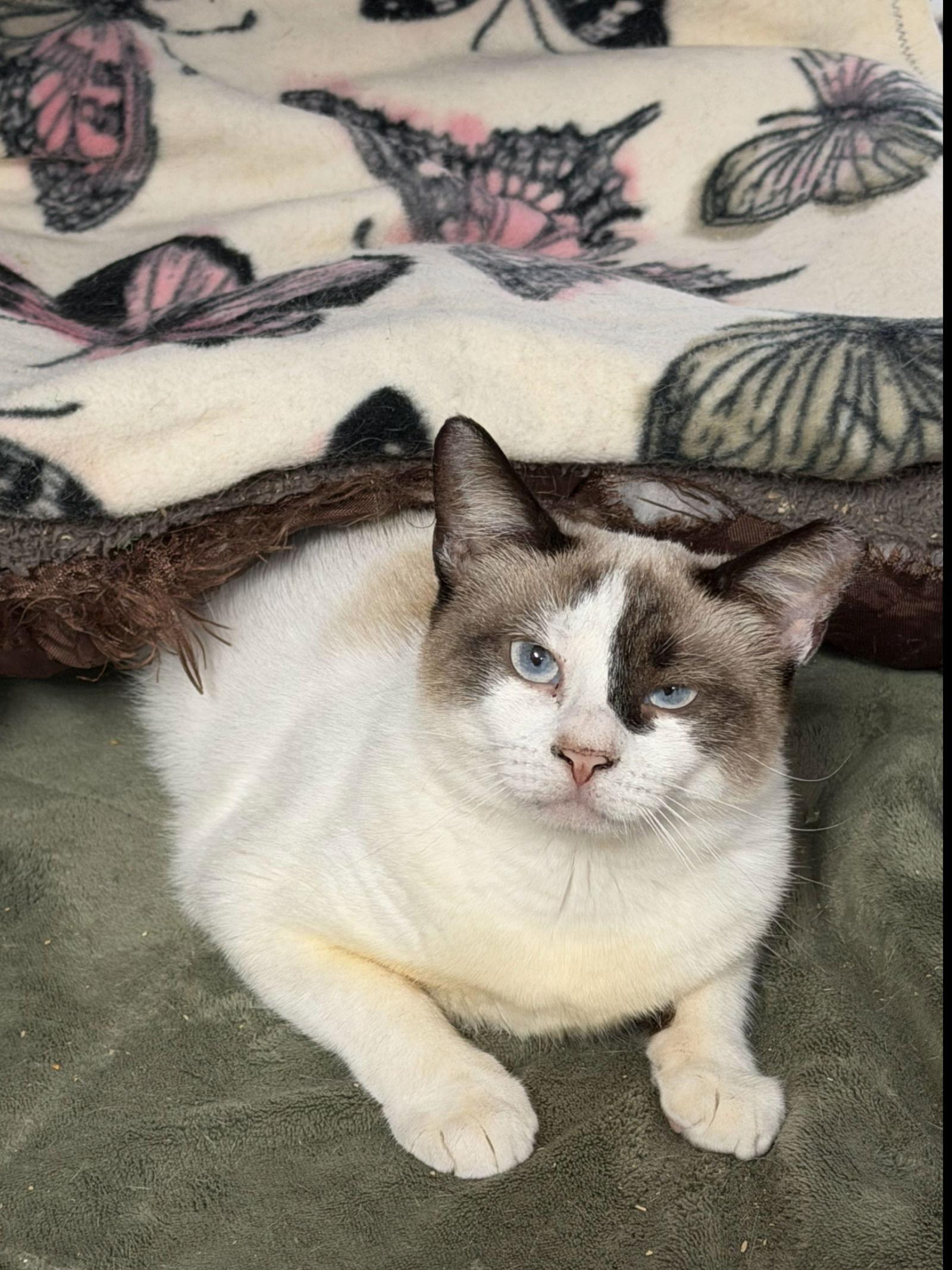 Ella, Adoptable, Adult Female Siamese & Snowshoe.