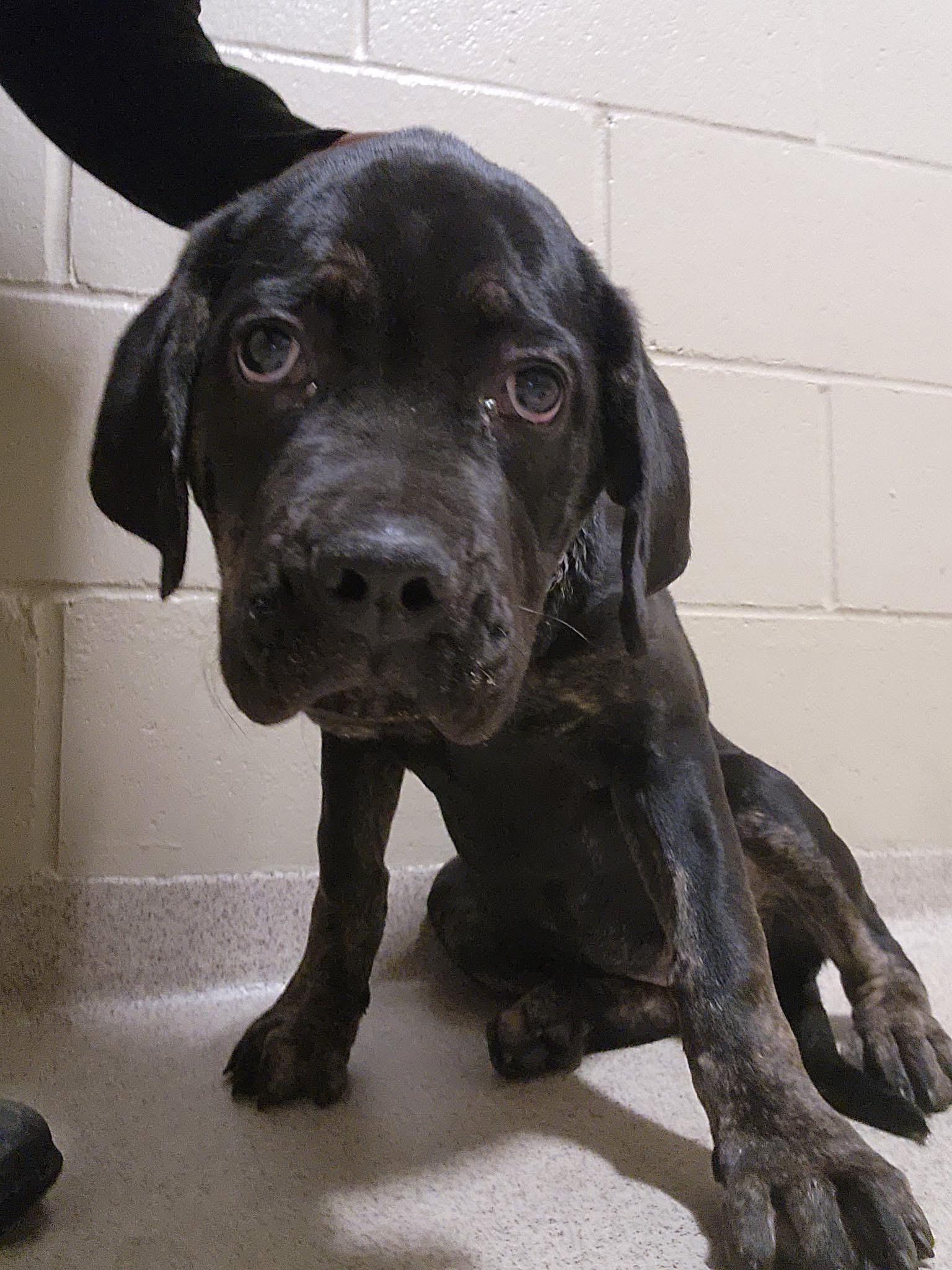 Enlarge Princess, an adopted mixed breed in Youngstown, OH image 1/1