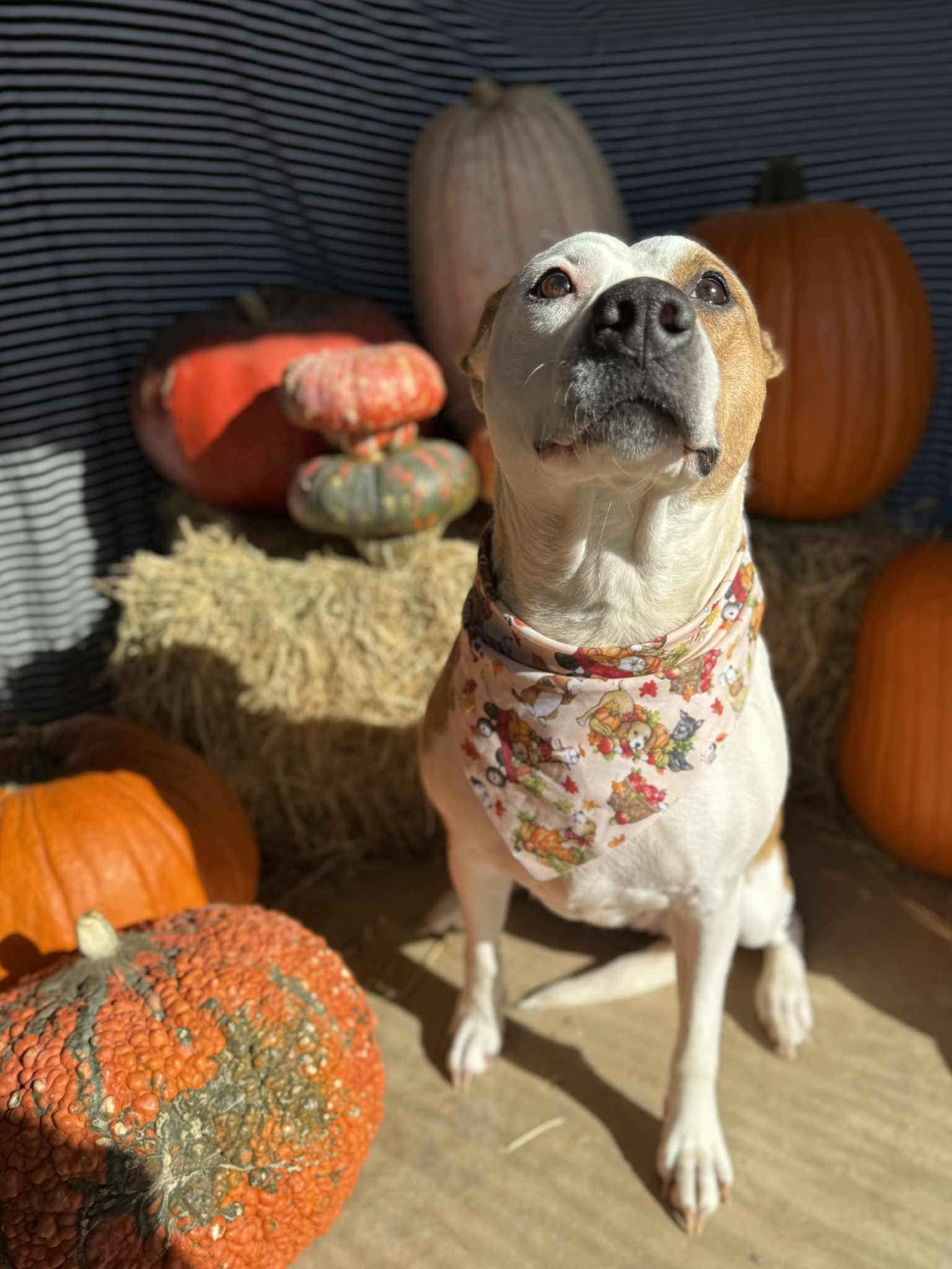 Rosebud Ruby, Adoptable, Adult Female Coonhound & Pit Bull Terrier.