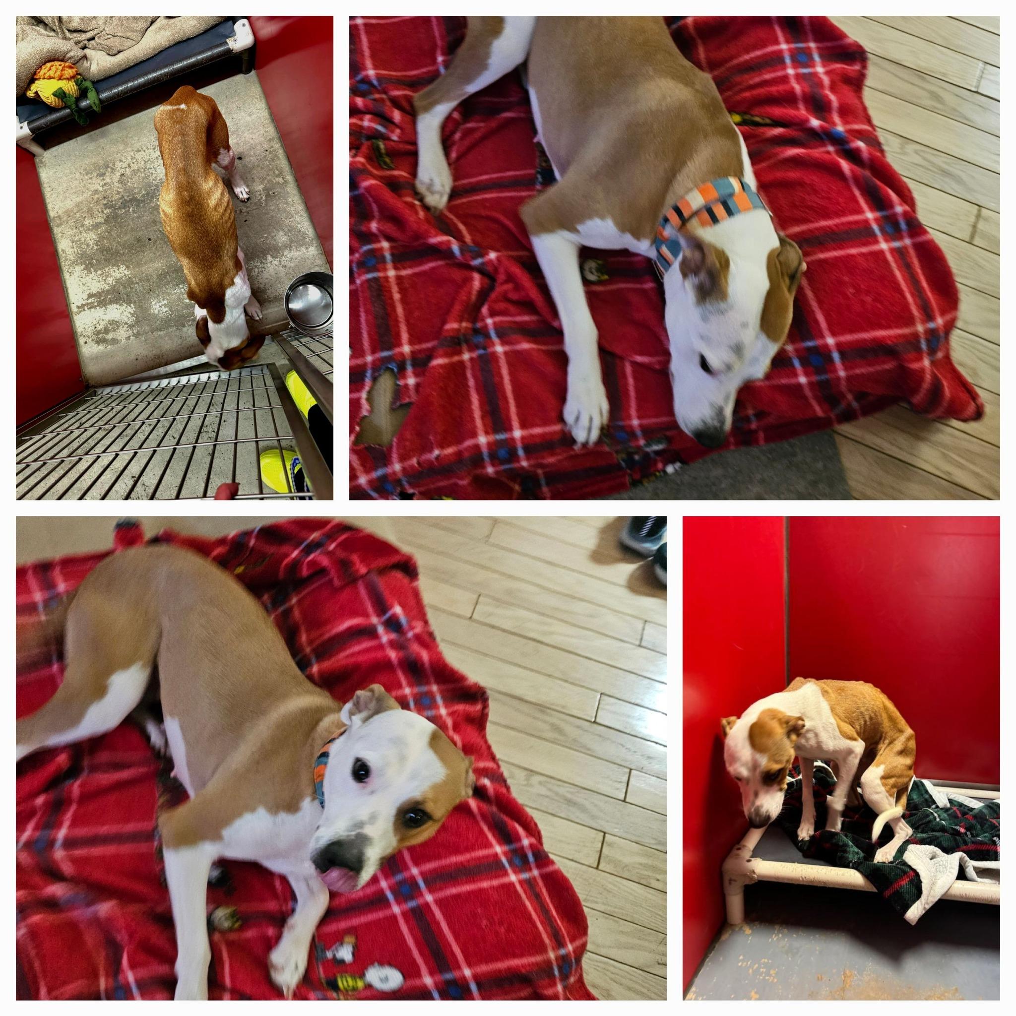 Enlarge Rosebud Ruby, a Adoptable mixed breed in Clovis, NM image 5/6