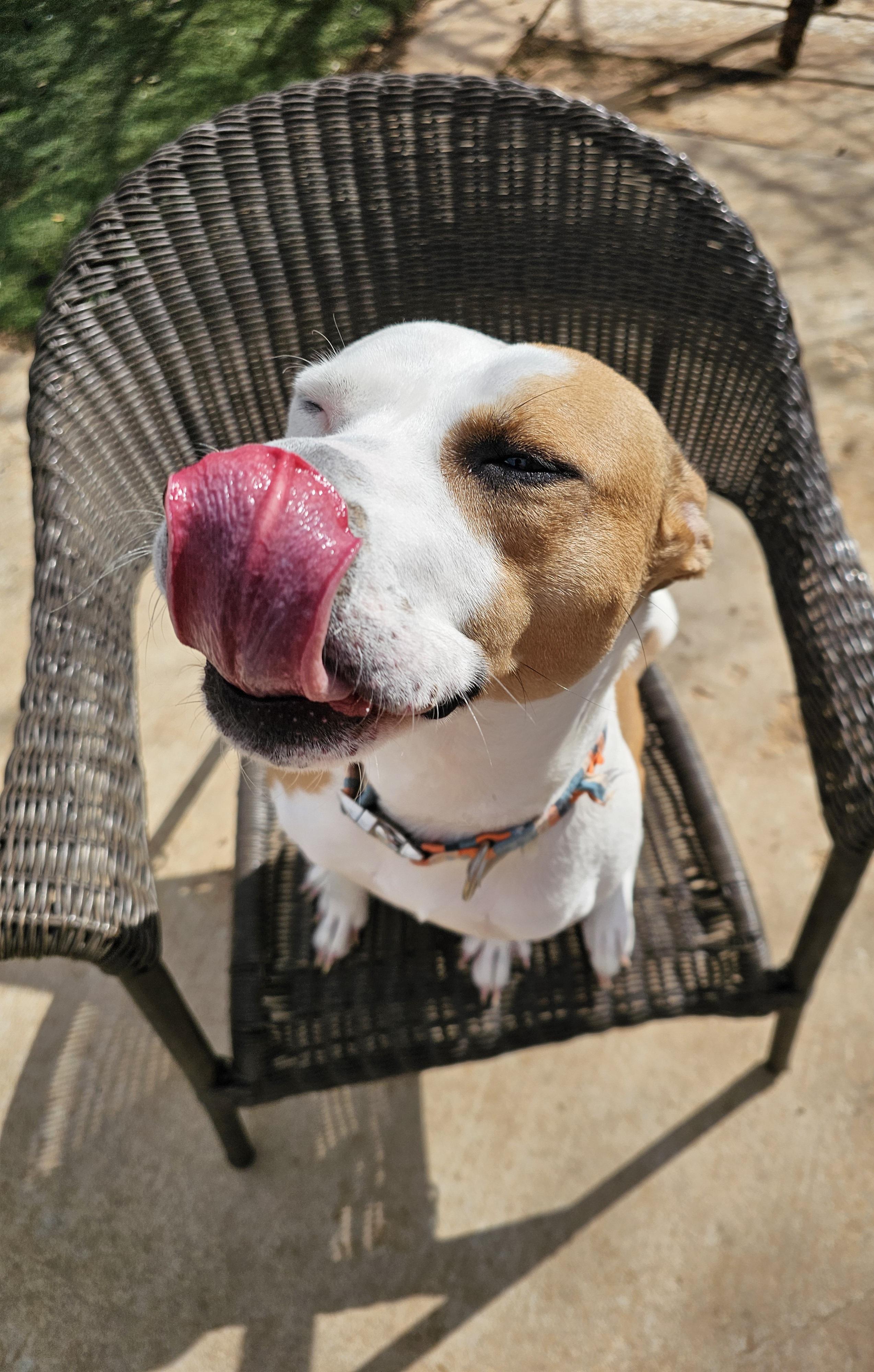 Enlarge Rosebud Ruby, a Adoptable mixed breed in Clovis, NM image 2/6