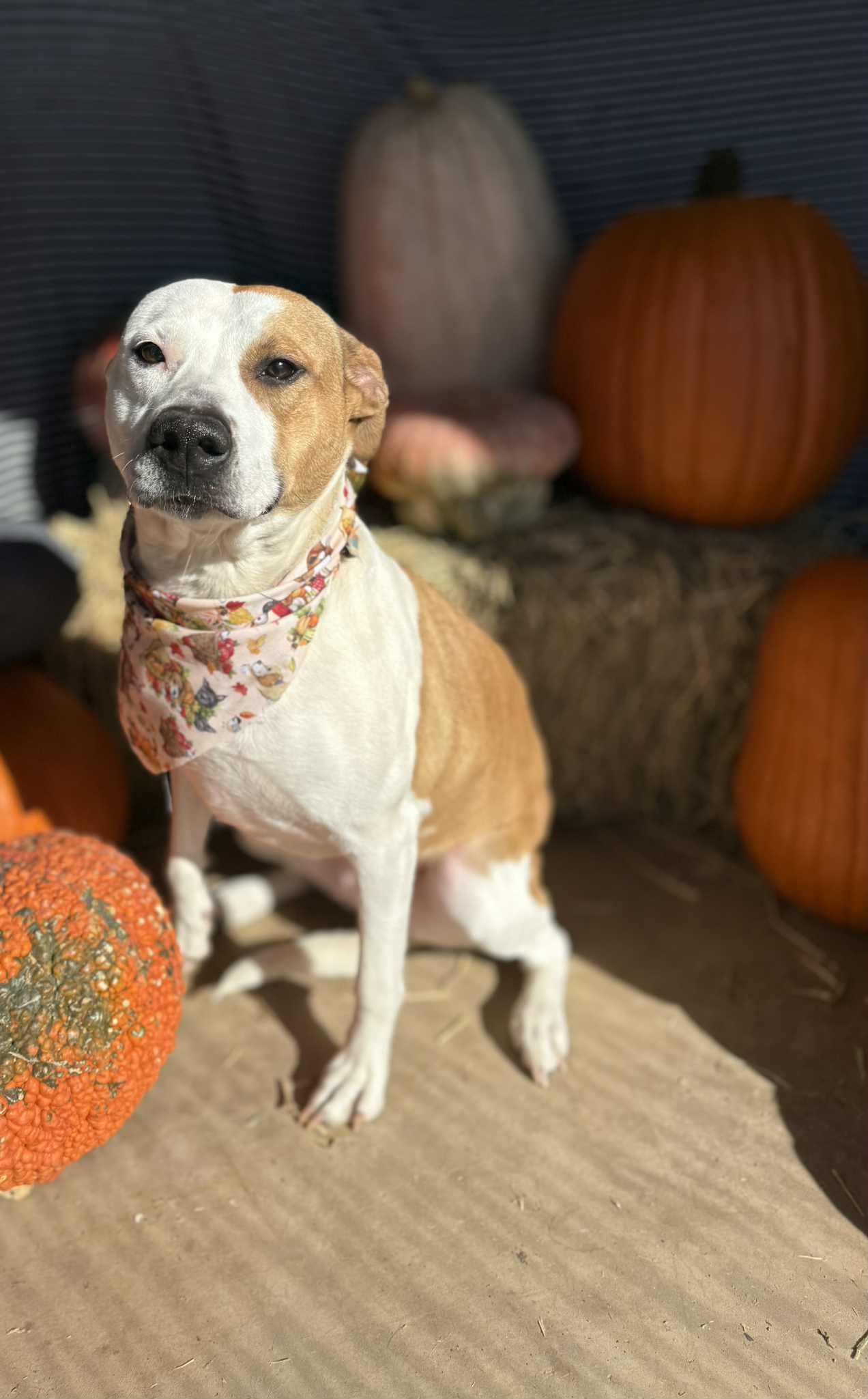 Enlarge Rosebud Ruby, a Adoptable mixed breed in Clovis, NM image 3/6