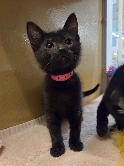 Enlarge Boo Boo, a Adoptable mixed breed in Phoenix, AZ image 1/1