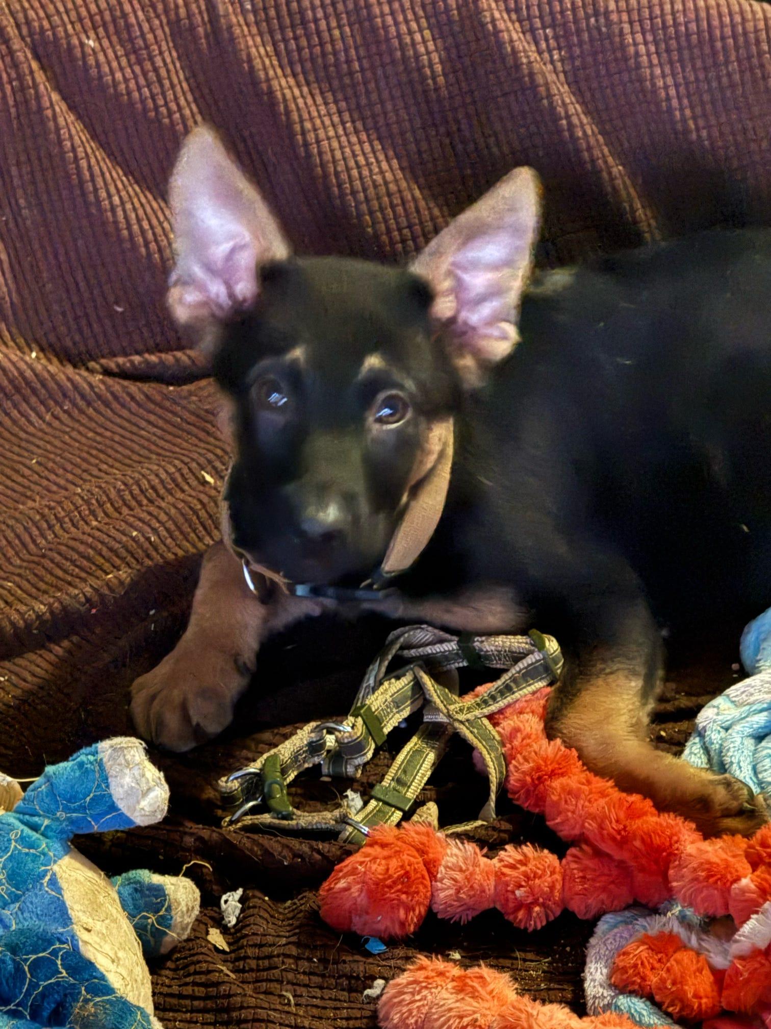 Whiskey, Adopted, Puppy Male German Shepherd Dog.