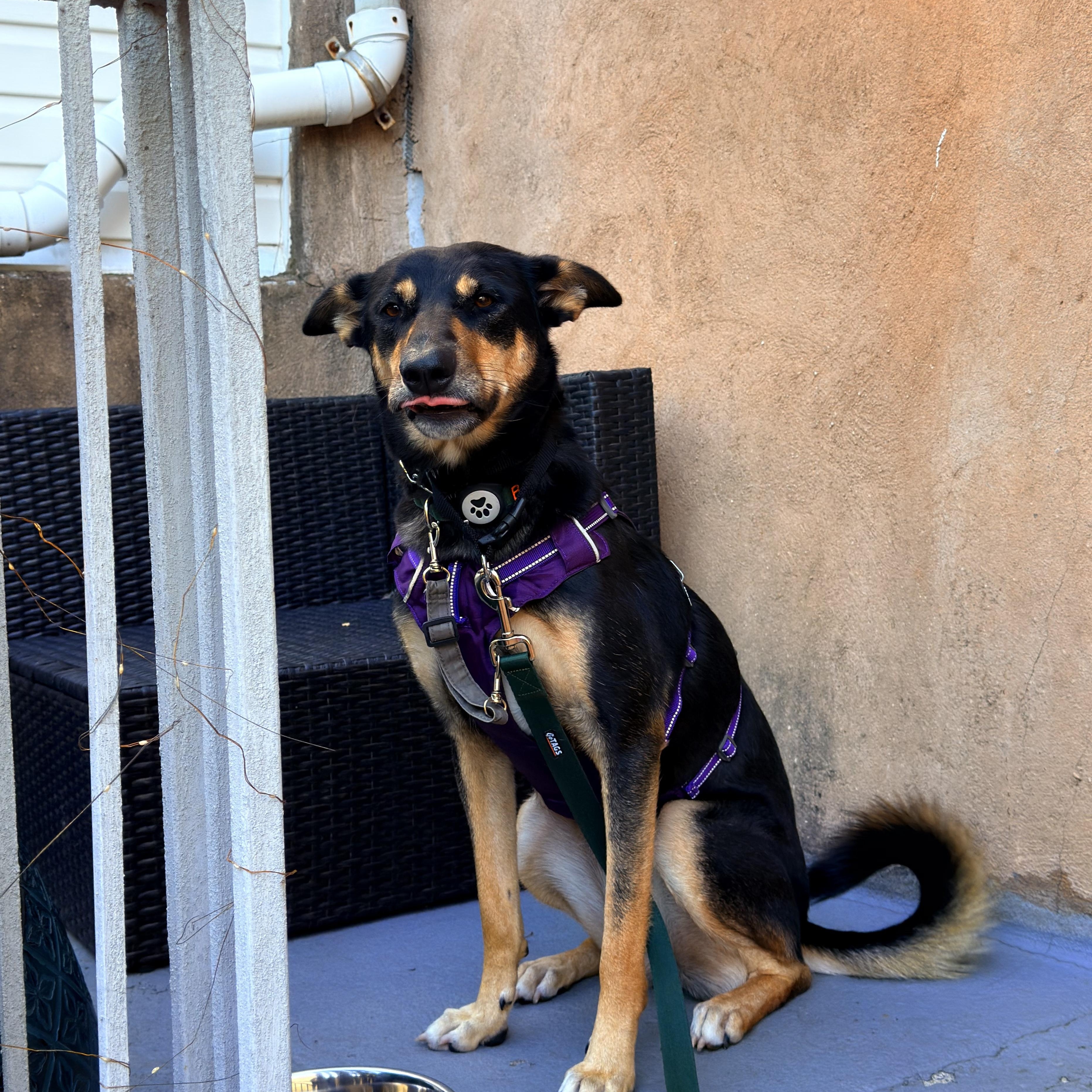 Enlarge Bella, a Adoptable mixed breed in Weehawken, NJ image 4/6