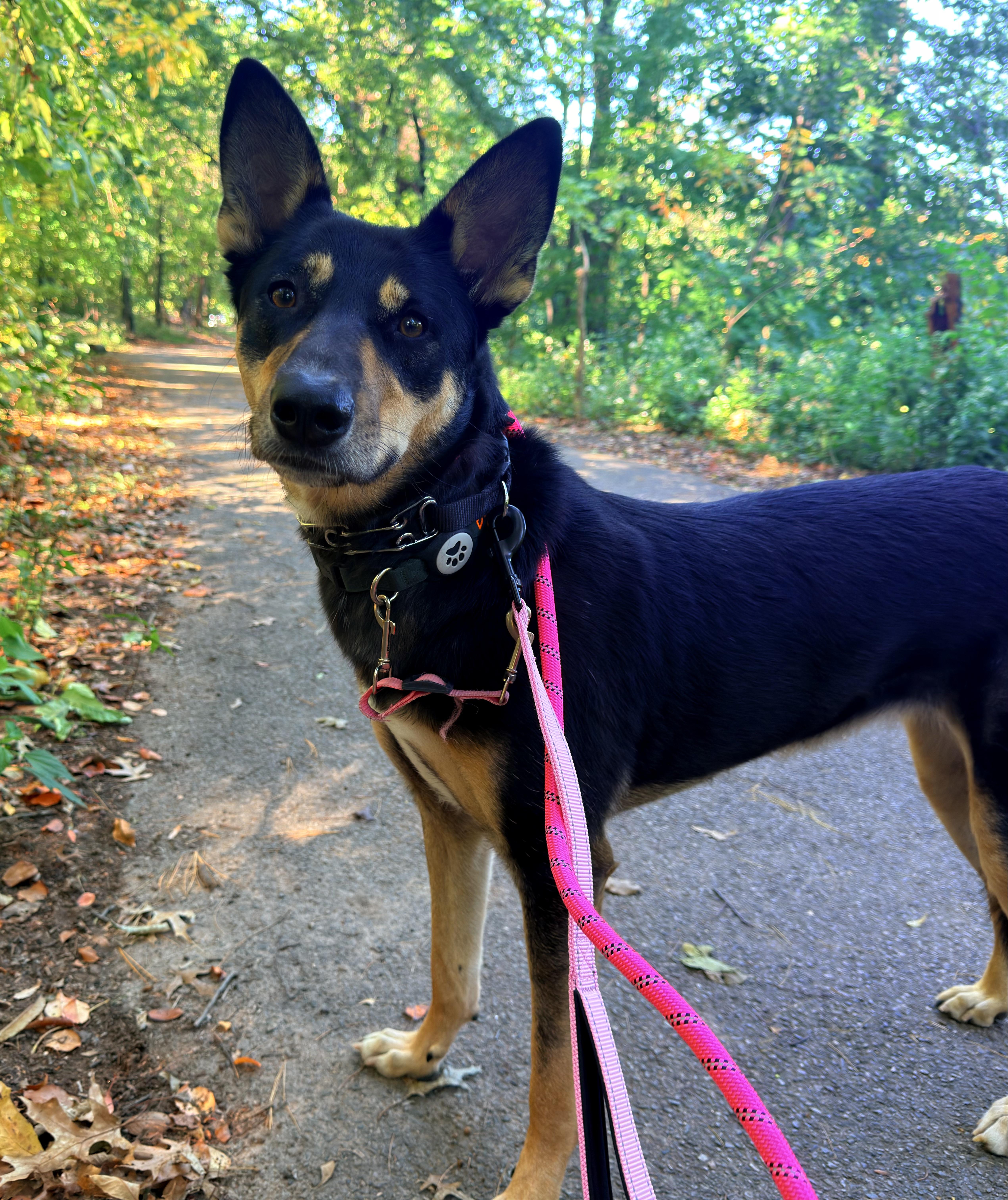 Enlarge Bella, a Adoptable mixed breed in Weehawken, NJ image 1/6