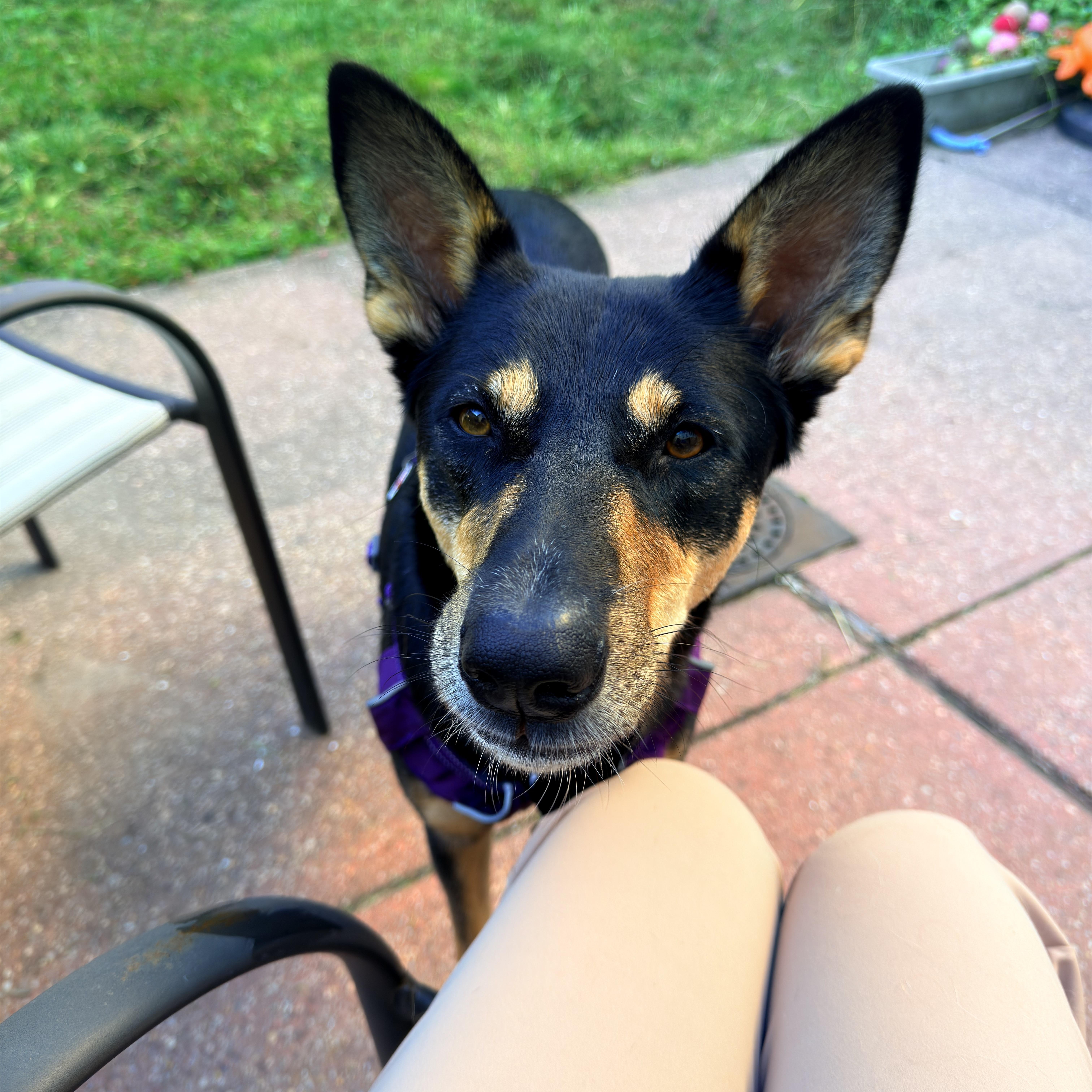 Enlarge Bella, a Adoptable mixed breed in Weehawken, NJ image 3/6
