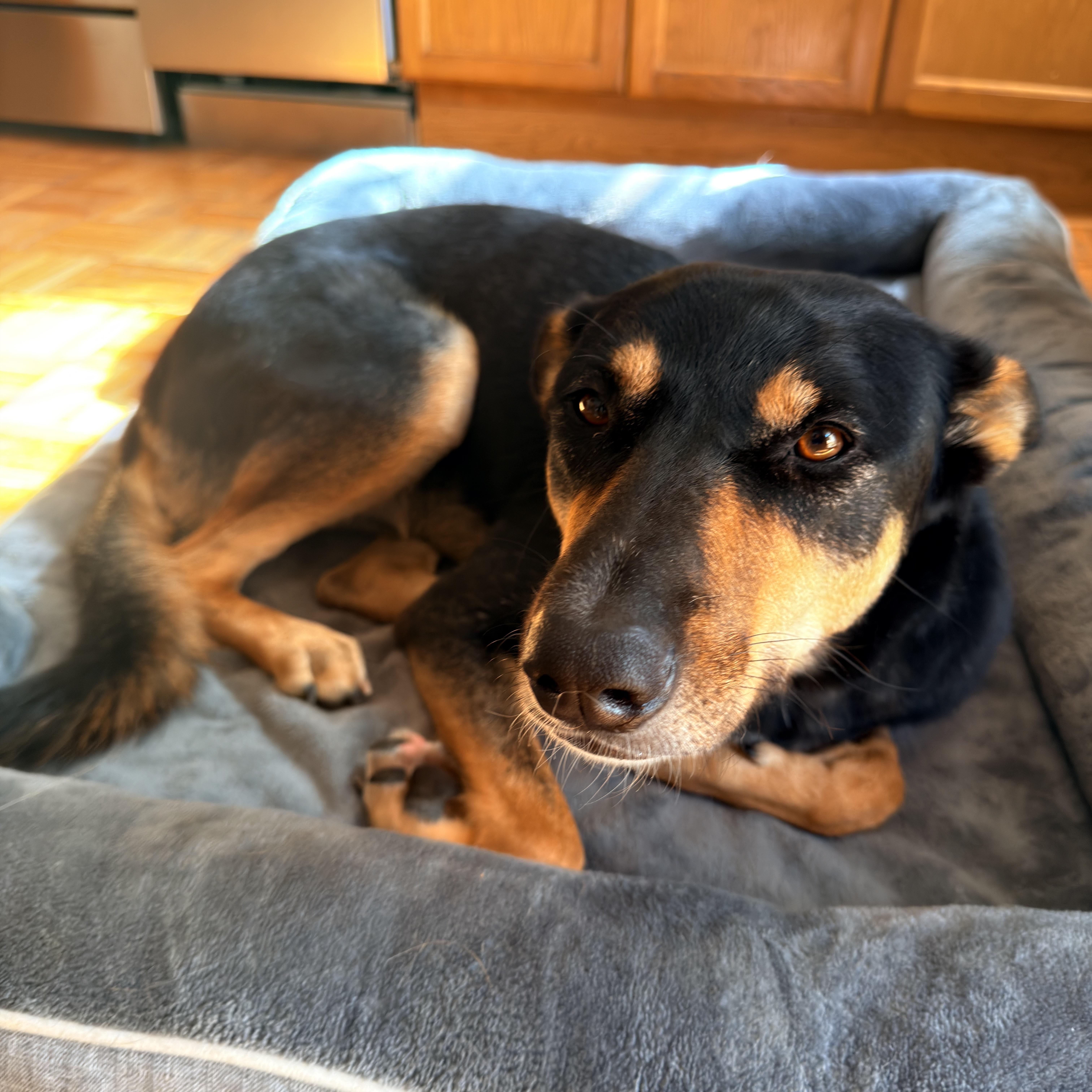 Enlarge Bella, a Adoptable mixed breed in Weehawken, NJ image 2/6