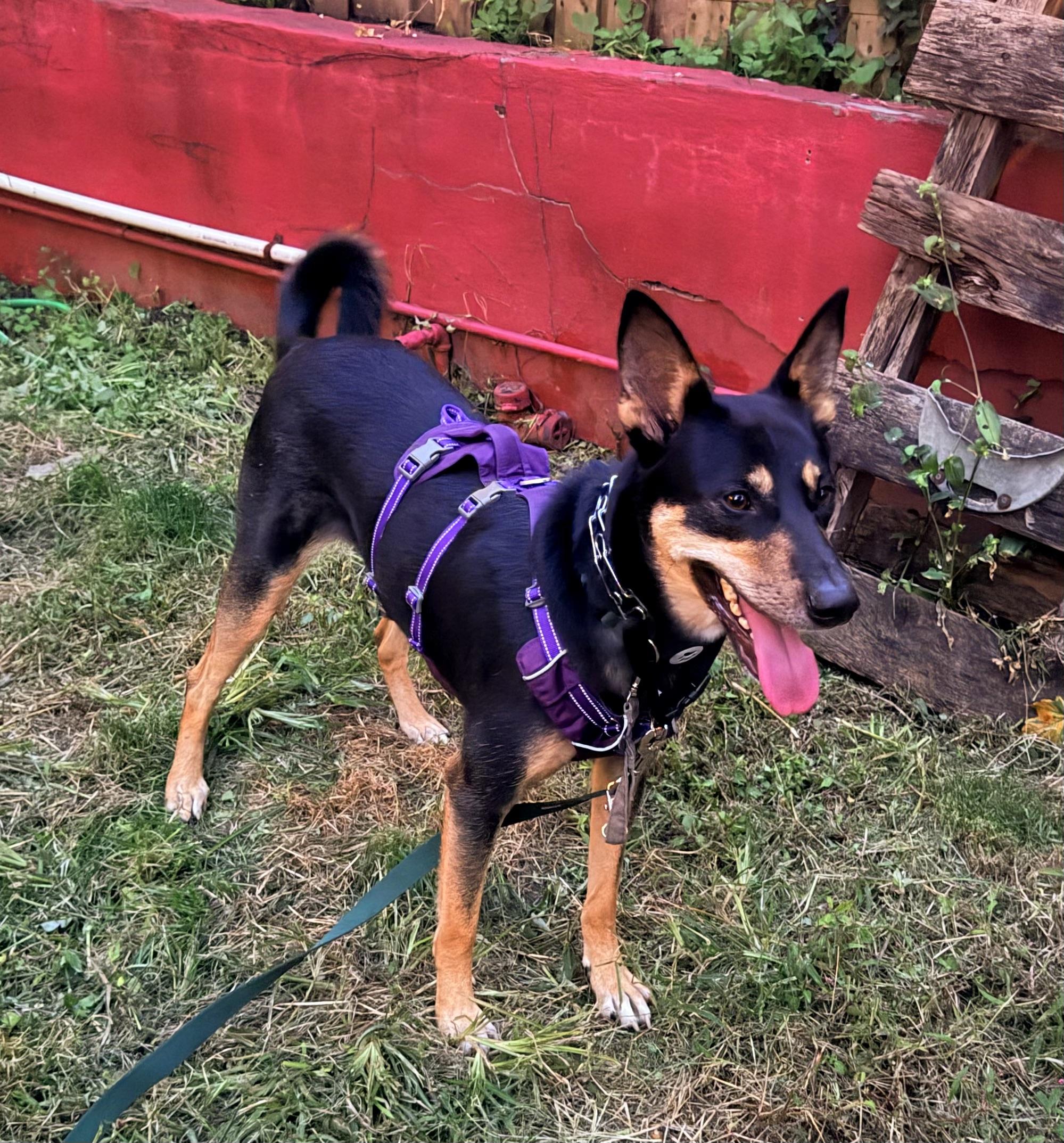 Enlarge Bella, a Adoptable mixed breed in Weehawken, NJ image 5/6