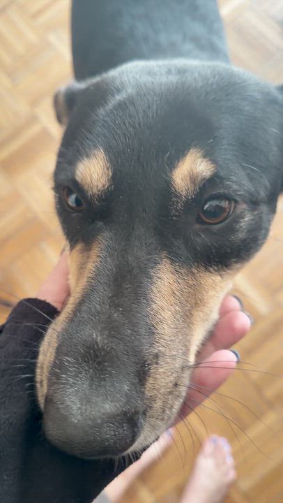 Enlarge Bella, a Adoptable mixed breed in Weehawken, NJ video 6/6