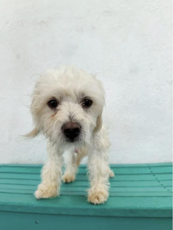 Bowie, an adoptable Maltipoo in Los Angeles, CA, 90064 | Photo Image 1