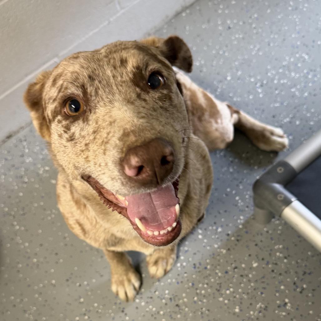 Polaroid, Adoptable, Adult Female Mixed Breed.