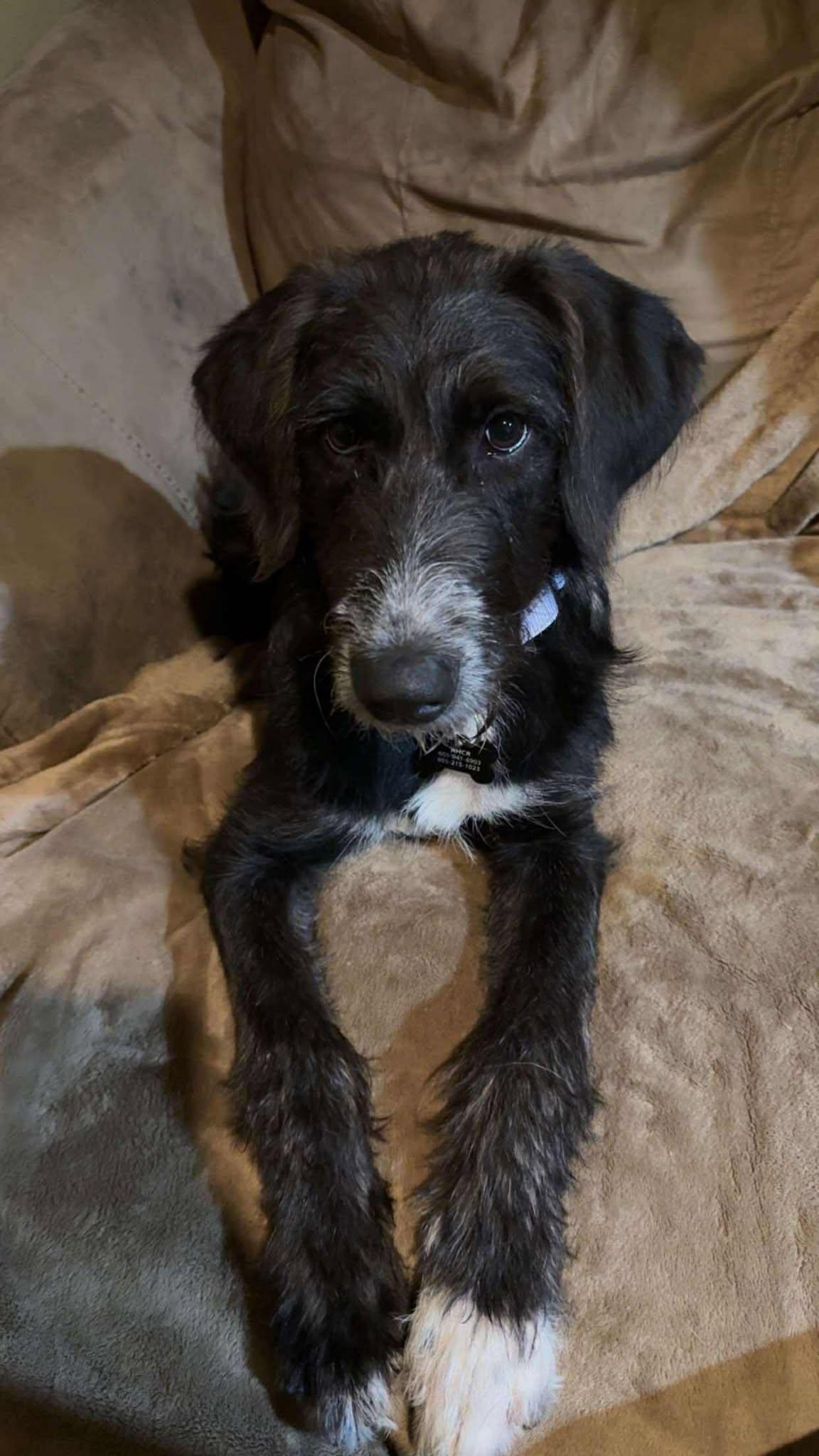Elowen, an adoptable Labradoodle in Sioux Falls, SD, 57109 | Photo Image 2