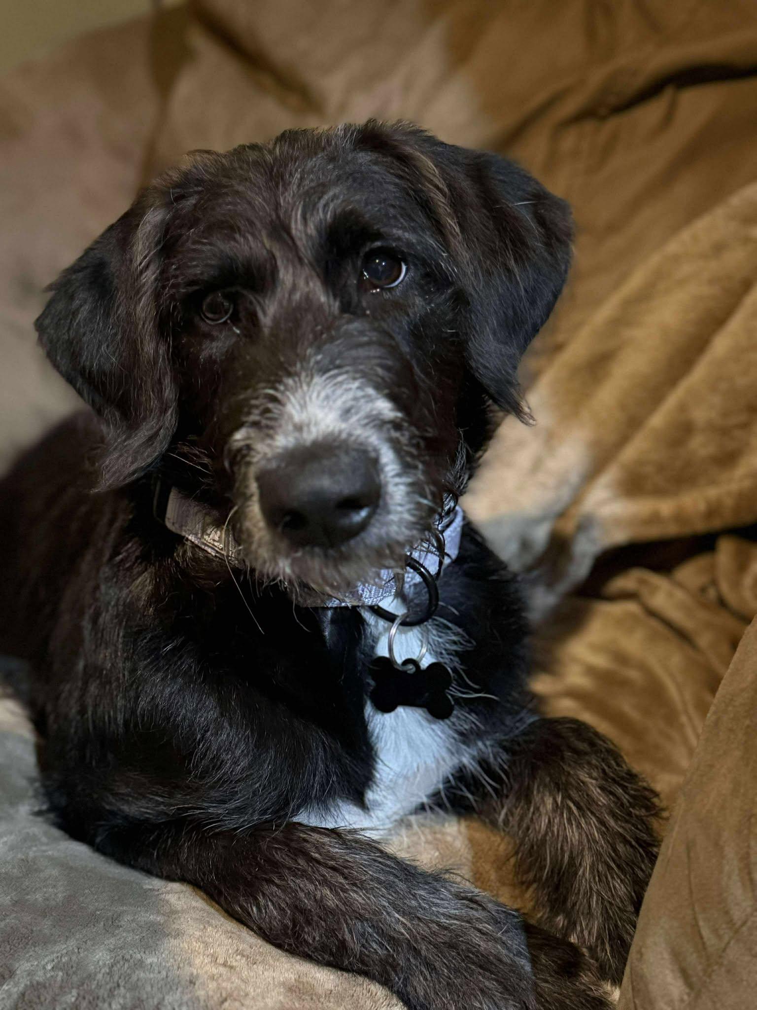 Elowen, an adoptable Labradoodle in Sioux Falls, SD, 57109 | Photo Image 1