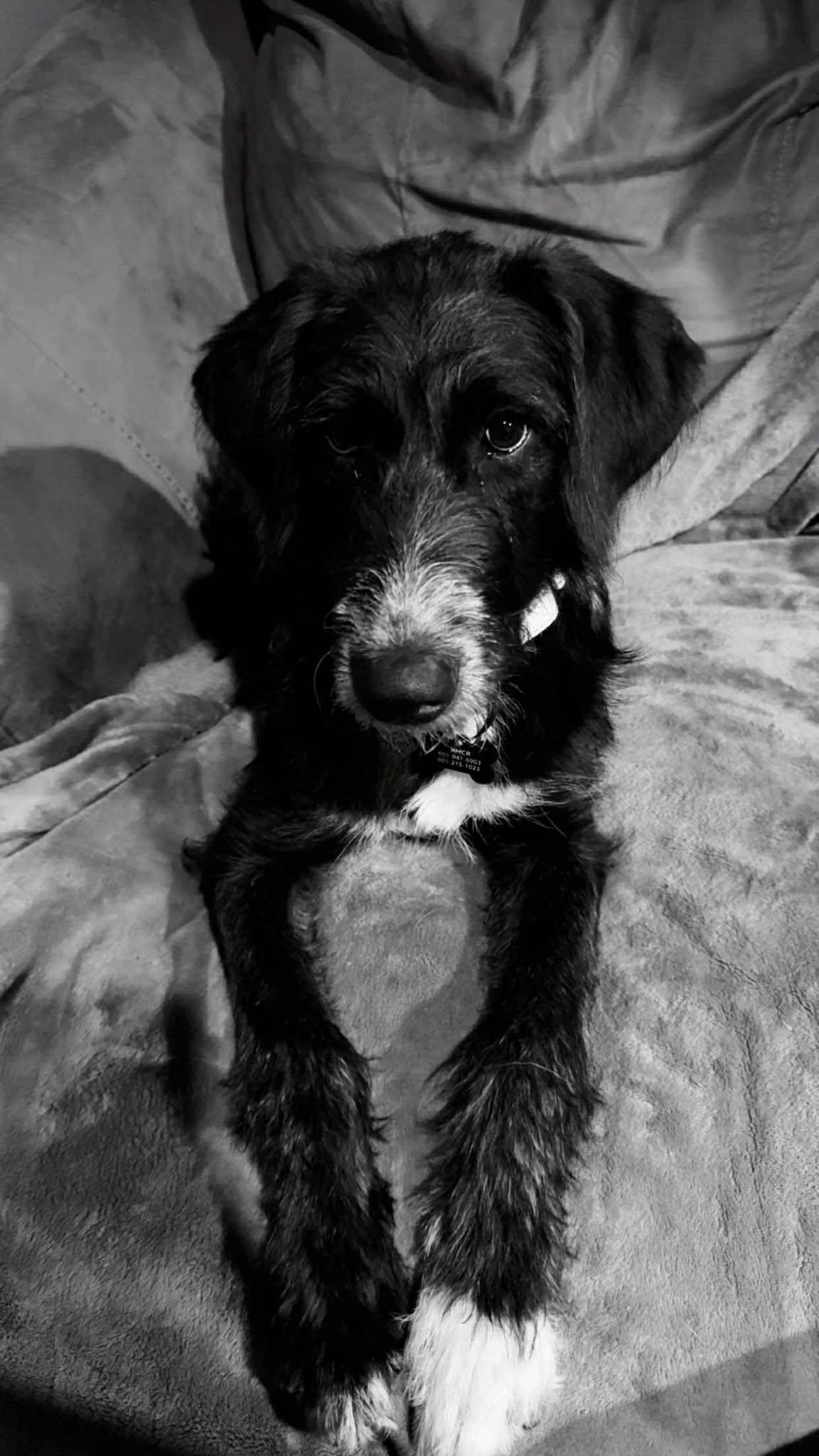 Elowen, an adoptable Labradoodle in Sioux Falls, SD, 57109 | Photo Image 3