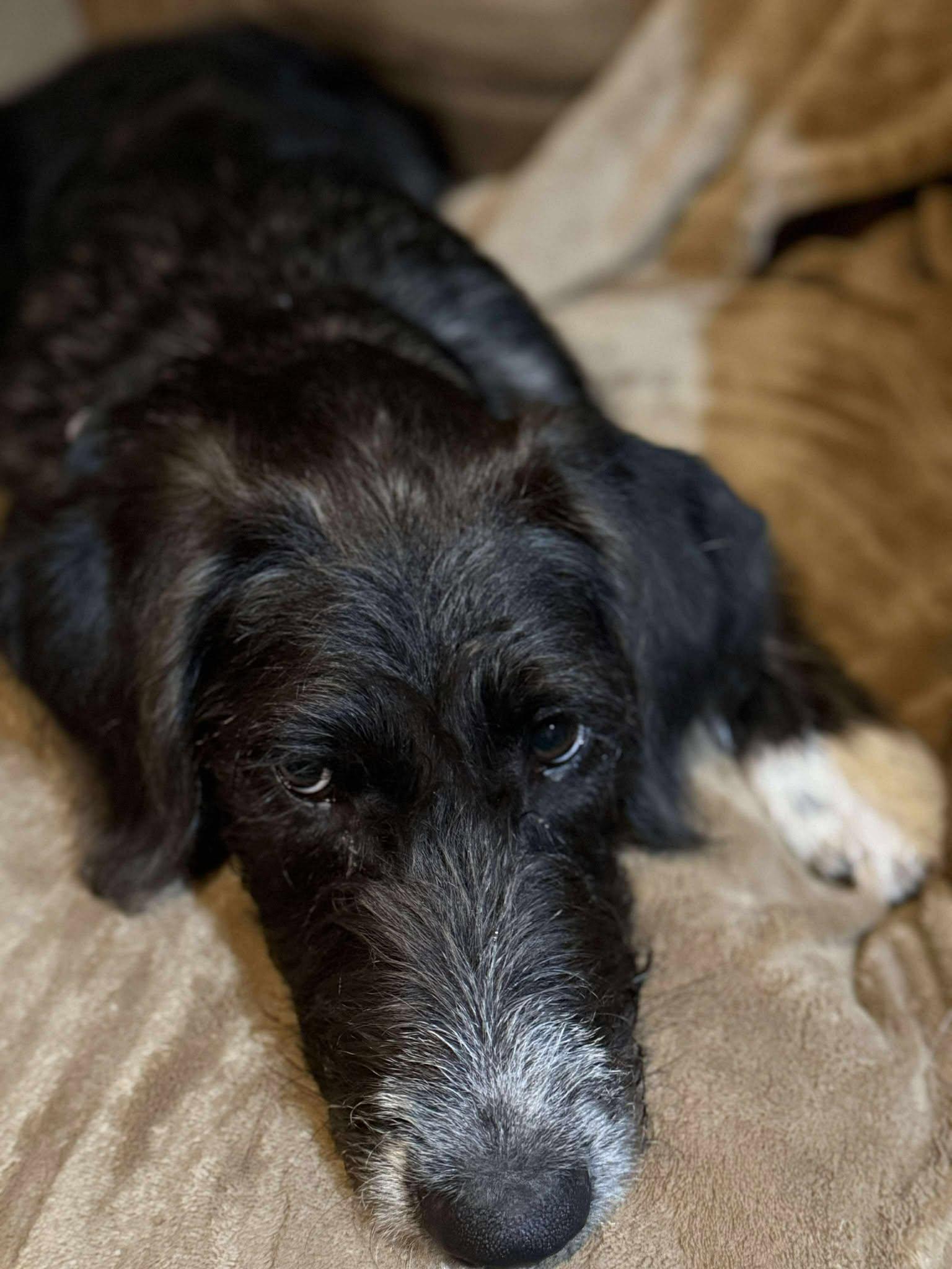 Elowen, an adoptable Labradoodle in Sioux Falls, SD, 57109 | Photo Image 4