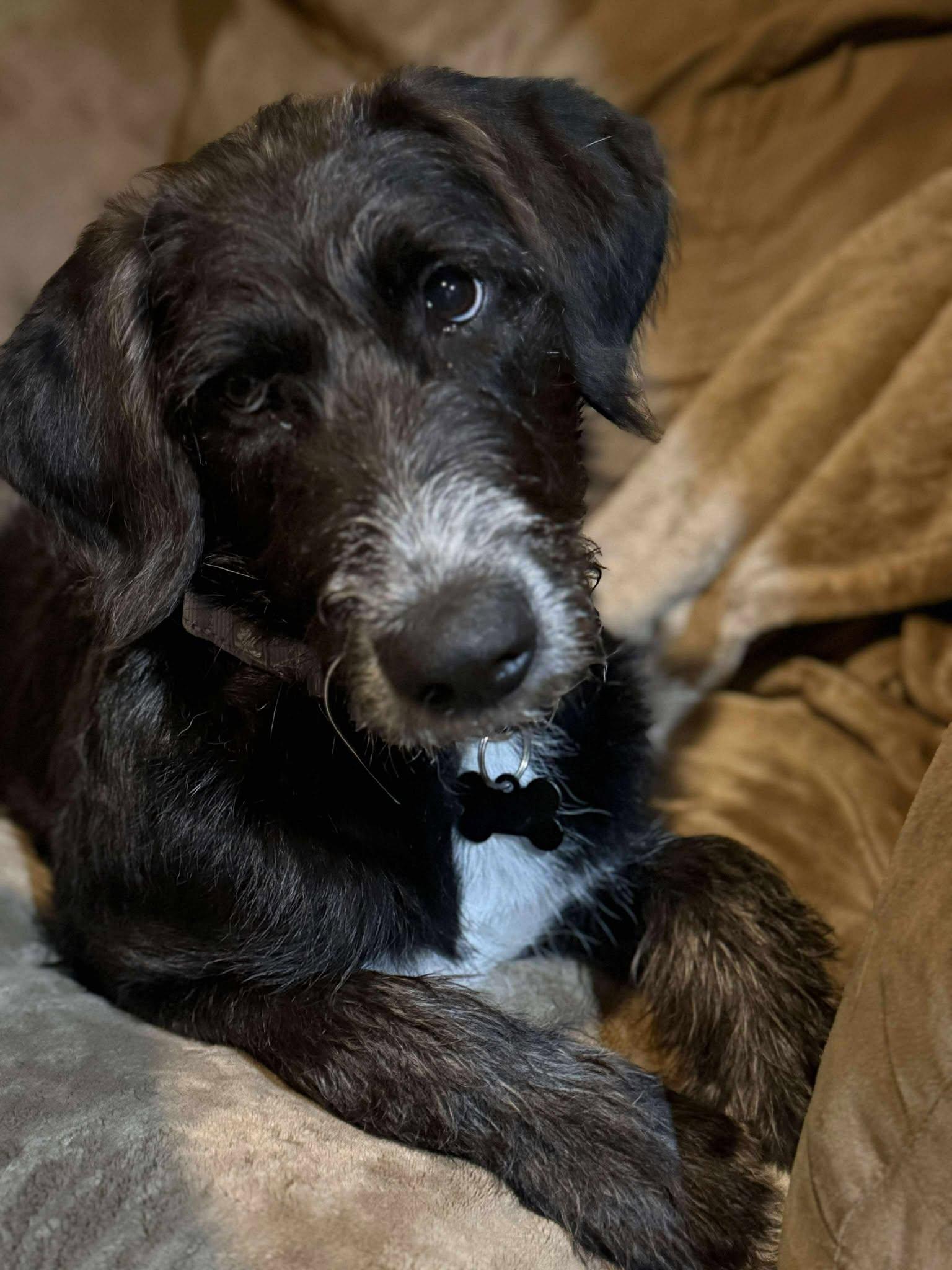 Elowen, an adoptable Labradoodle in Sioux Falls, SD, 57109 | Photo Image 5