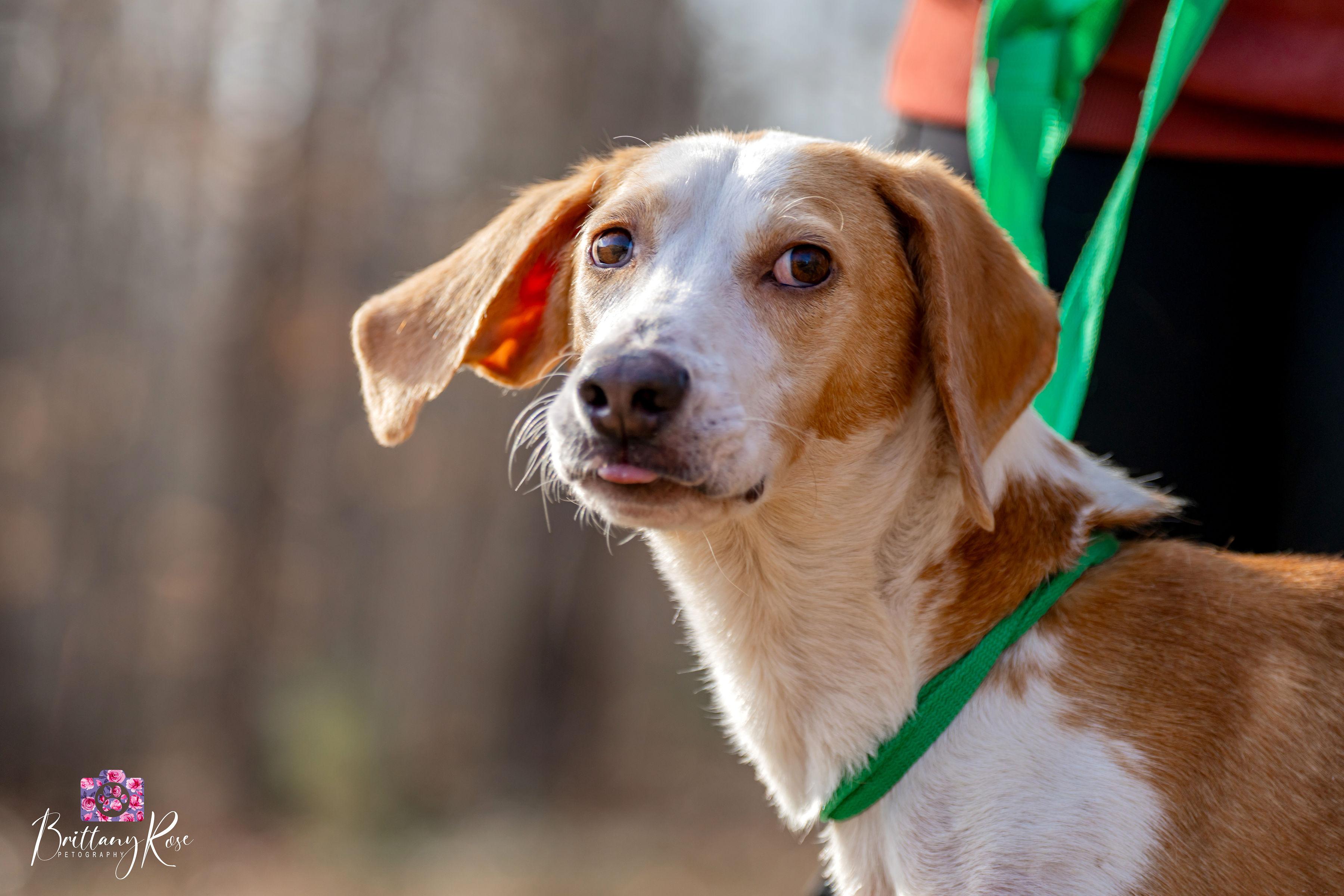 Enlarge Winchester , a ADOPTABLE Hound in Powhatan, VA image 3/3
