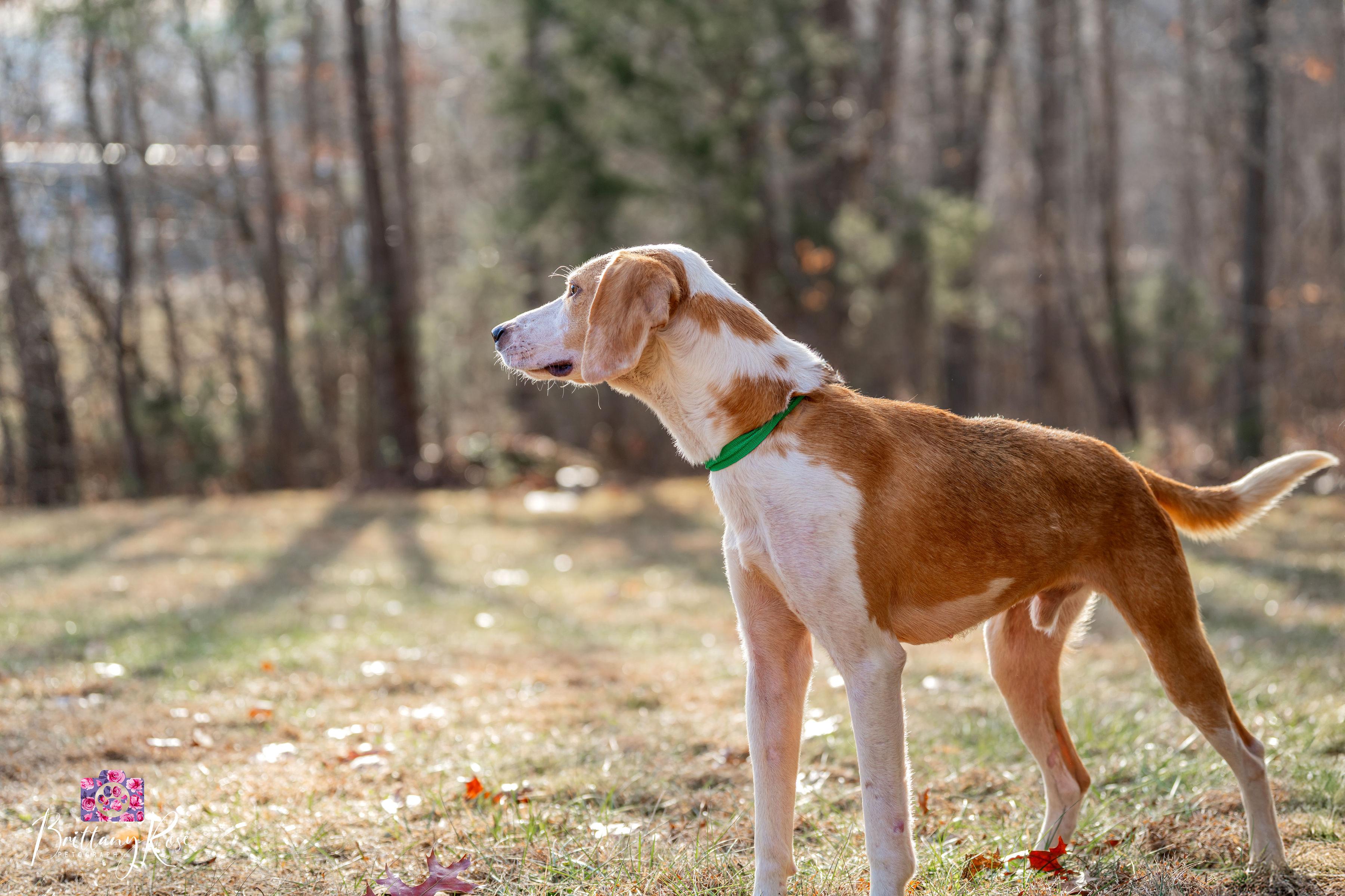 Winchester , ADOPTABLE, Adult Male Hound.