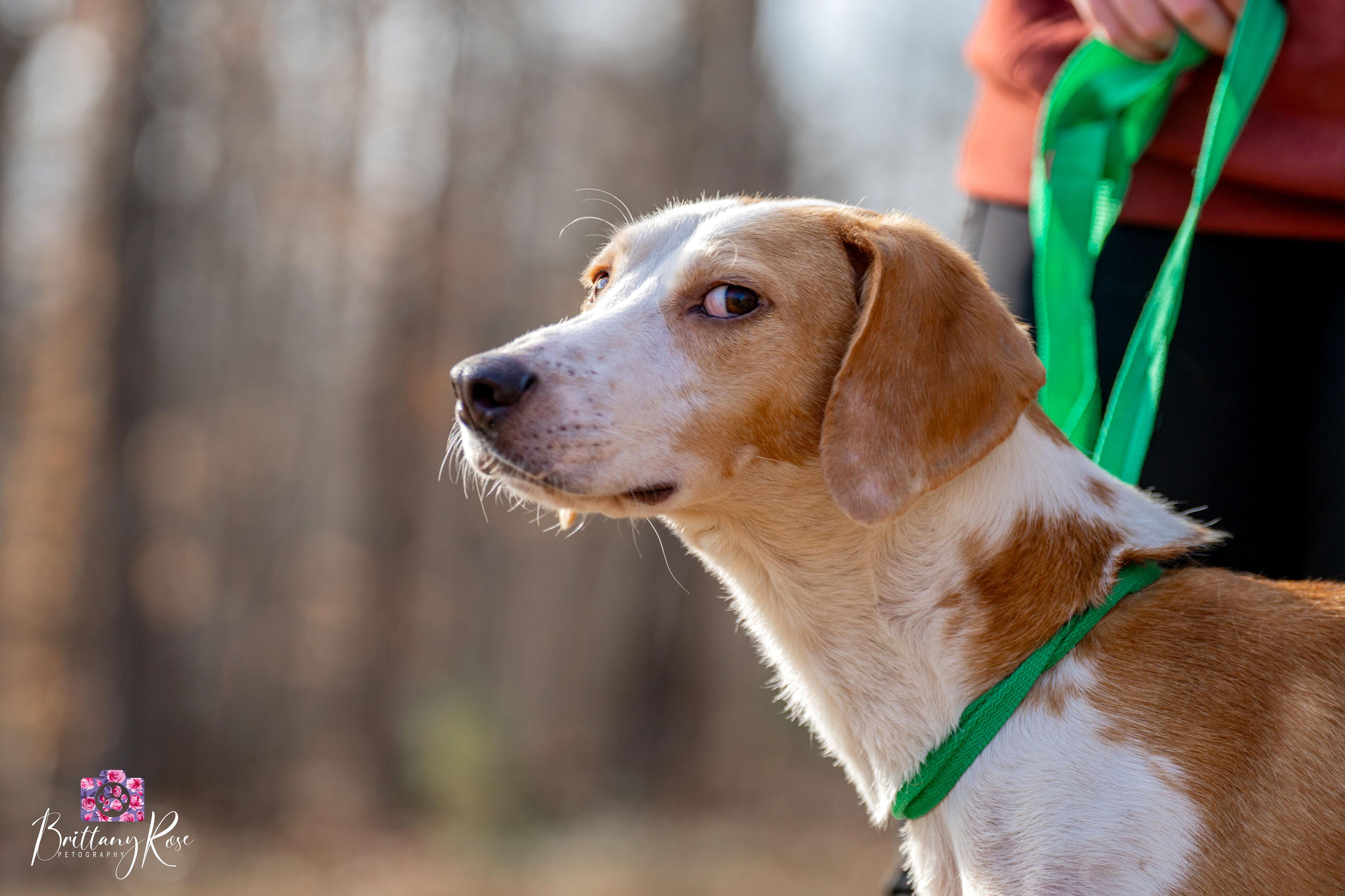 Enlarge Winchester , a ADOPTABLE Hound in Powhatan, VA image 2/3