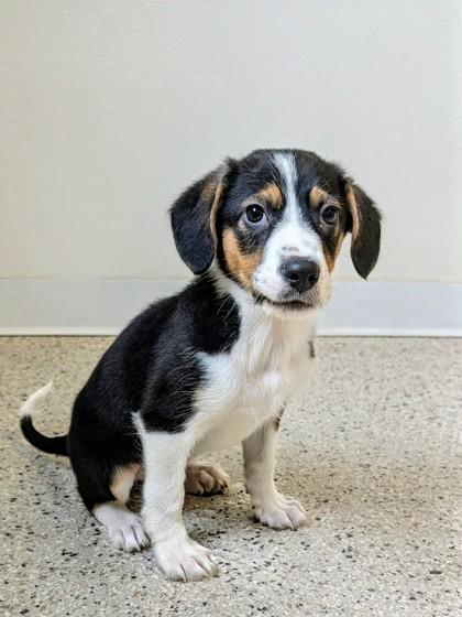 Enlarge Kieran, a ADOPTABLE mixed breed in Buffalo, MN image 1/1