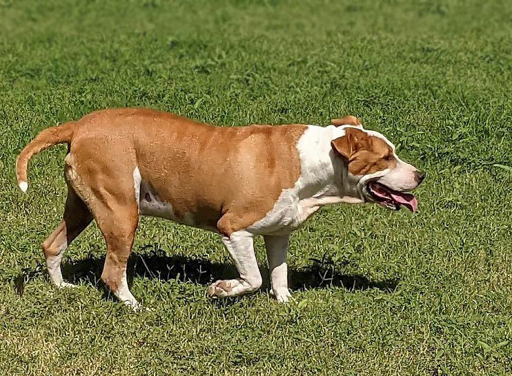 Odin, a Adoptable mixed breed in Mission, TX image 1/5