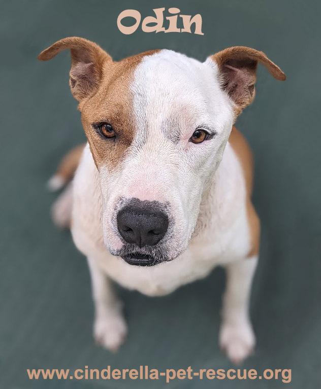 Odin, a Adoptable mixed breed in Mission, TX image 2/5