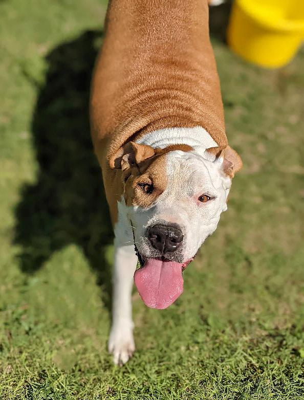 Odin, a Adoptable mixed breed in Mission, TX image 3/5