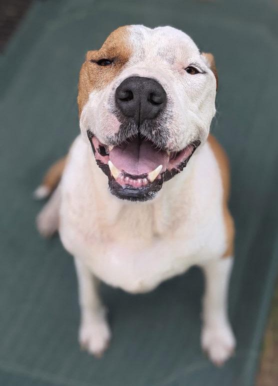 Odin, a Adoptable mixed breed in Mission, TX image 5/5