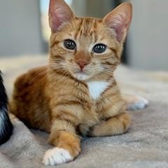 Enlarge Jacob and Edward , an adopted American Shorthair in Austin, TX image 1/2