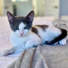 Enlarge Jacob and Edward , an adopted American Shorthair in Austin, TX image 2/2