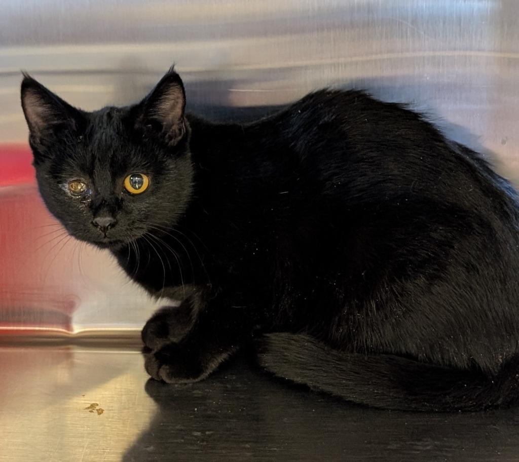 Cedar 157, Adoptable, Kitten Female Domestic Short Hair.