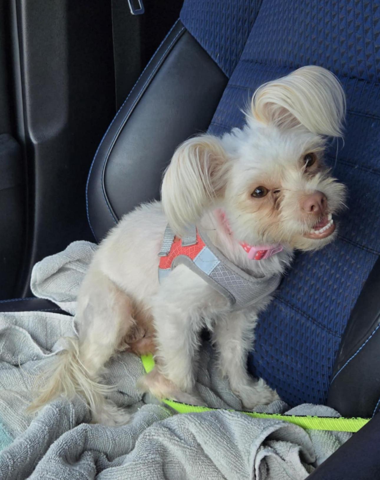 Ivy, a Adopted mixed breed in Glendale, CA image 1/5