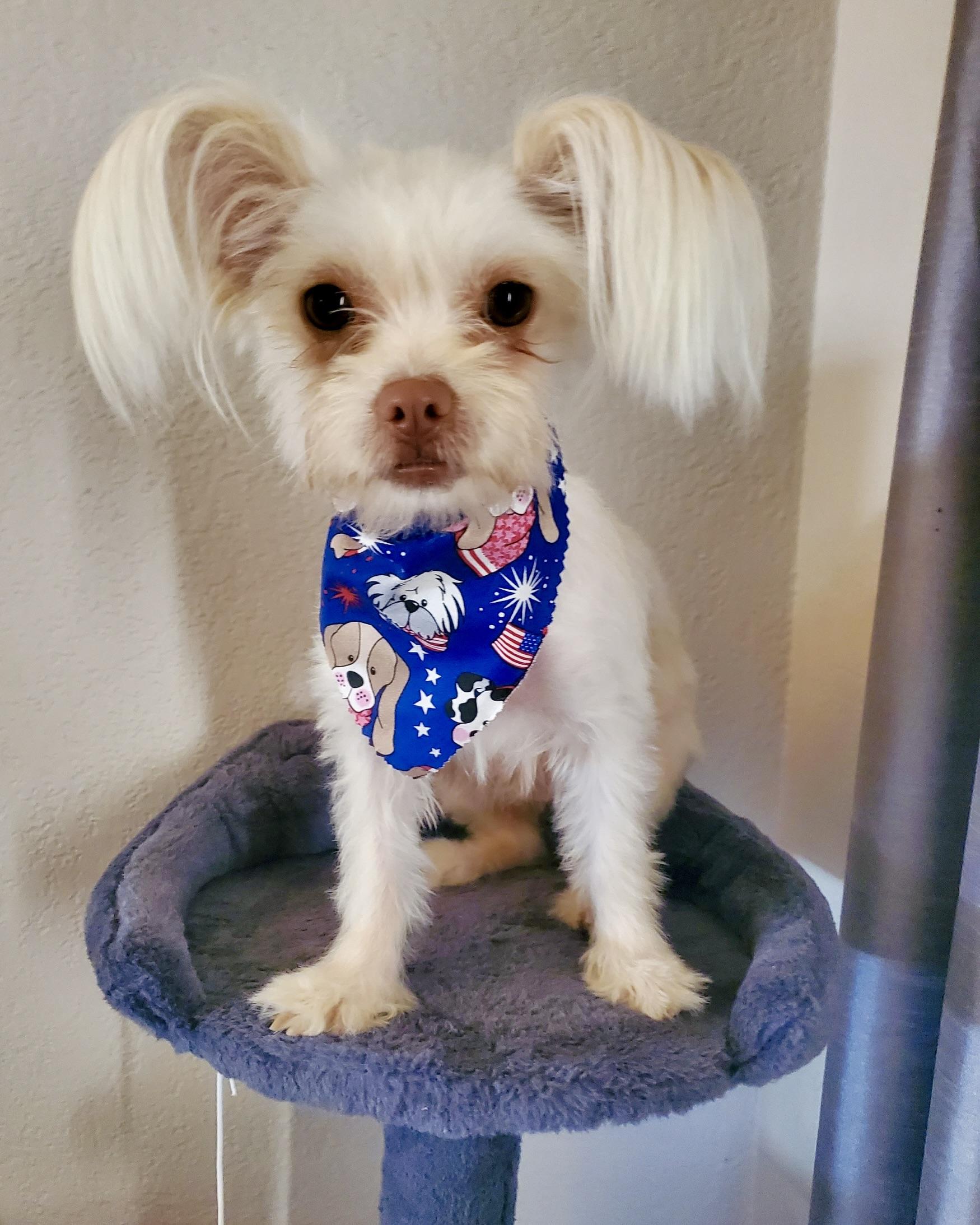 Ivy, a Adopted mixed breed in Glendale, CA image 2/5