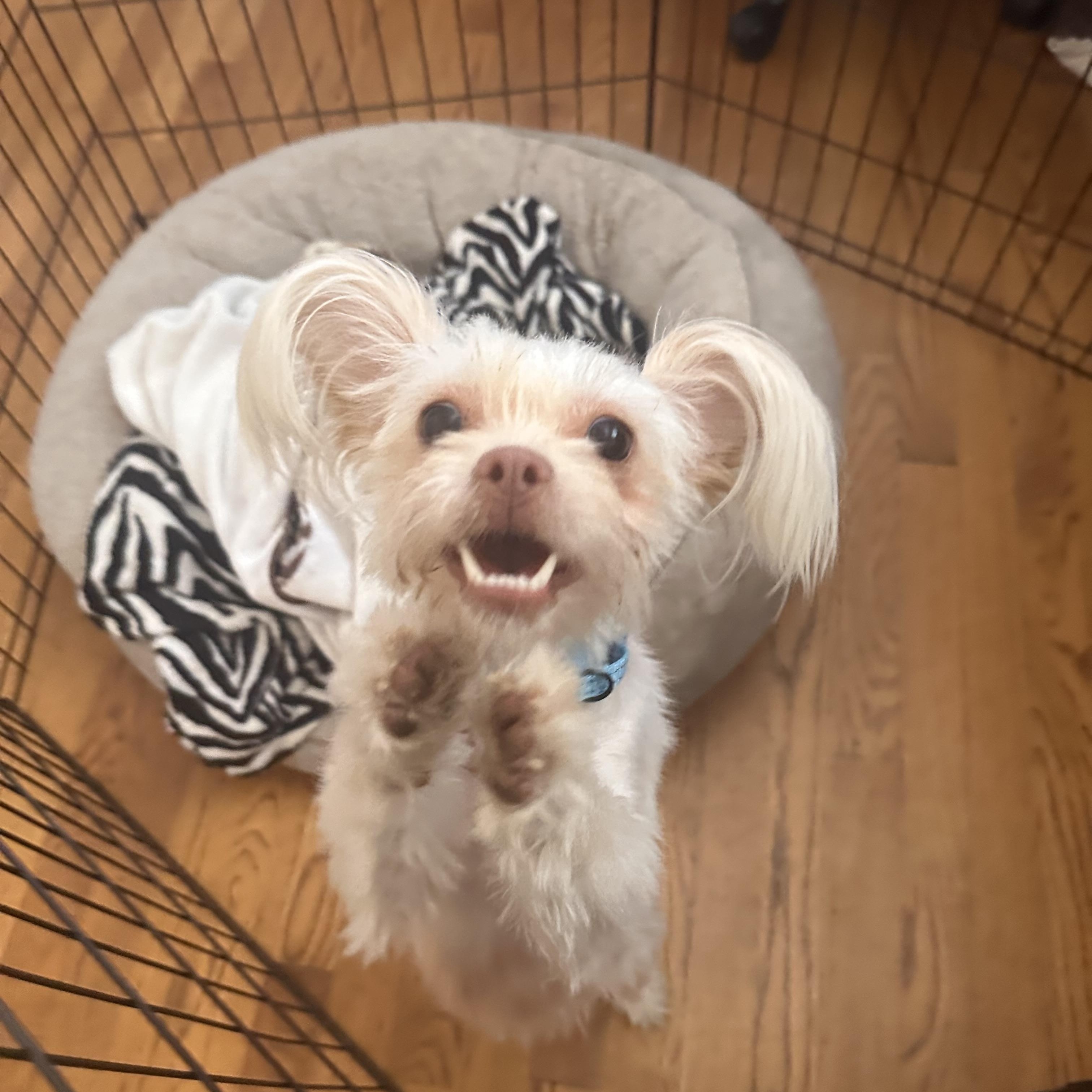 Ivy, a Adopted mixed breed in Glendale, CA image 3/5