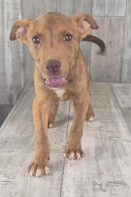 Grumpy, Adoptable, Adult Male Mixed Breed & Mixed Breed.