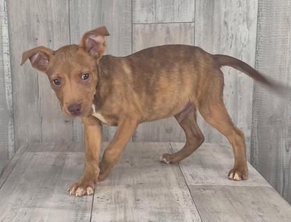 Grumpy, a Adoptable mixed breed in Shreveport, LA image 2/2