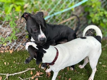 Enlarge Taz, a Adoptable mixed breed in Gainesville, FL image 1/3