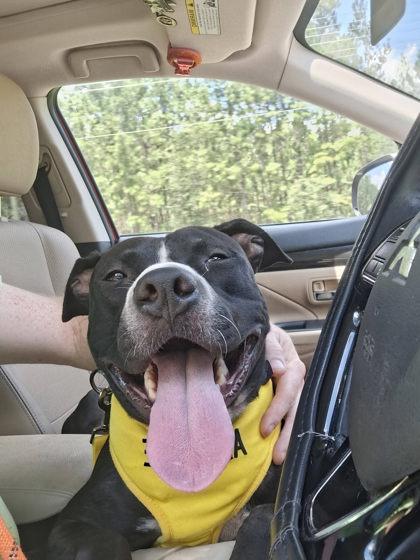 Enlarge Taz, a Adoptable mixed breed in Gainesville, FL image 2/3