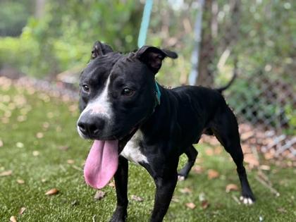 Enlarge Taz, a Adoptable mixed breed in Gainesville, FL image 3/3