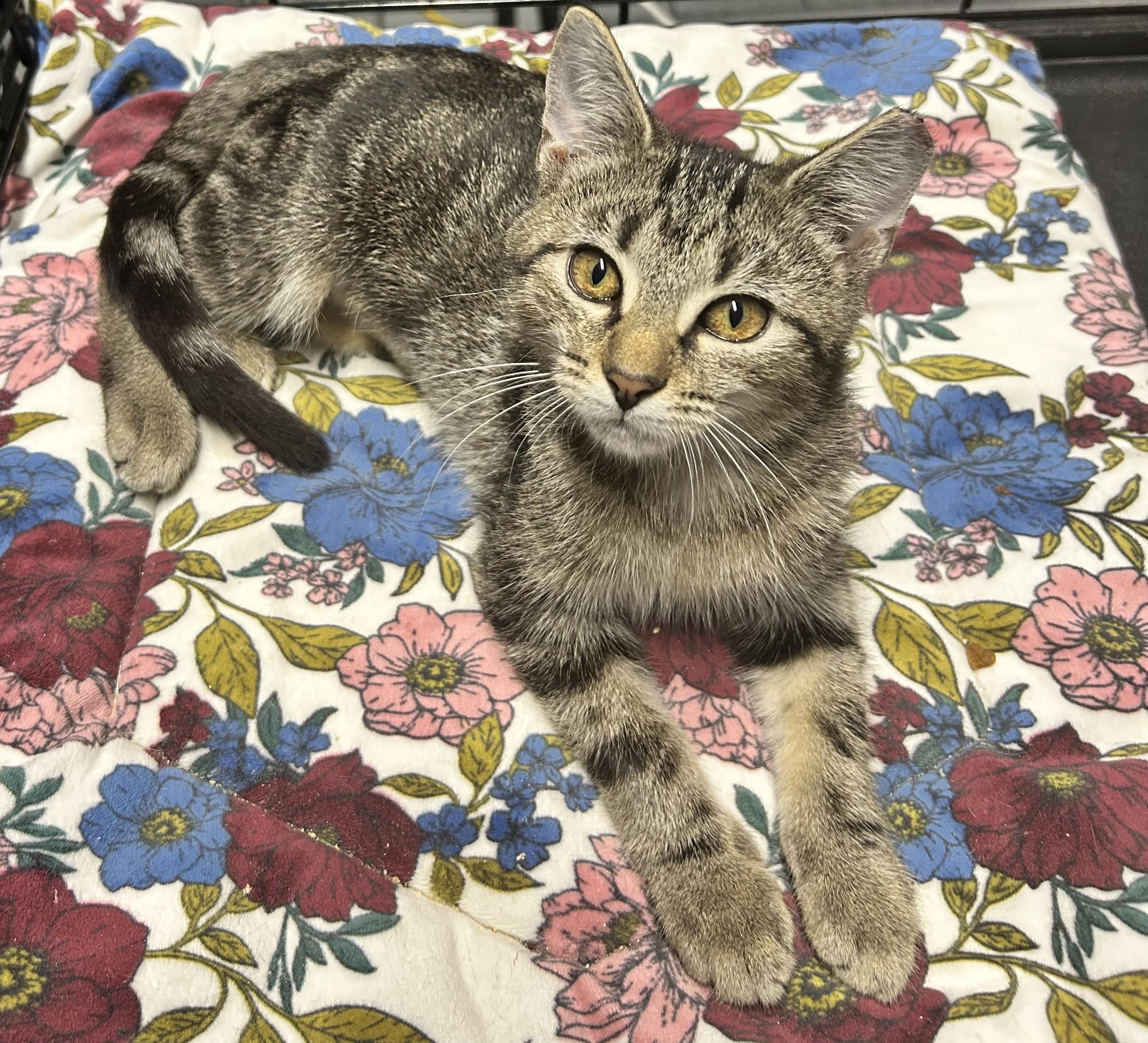 Petal, Adoptable, Young Female Domestic Short Hair.
