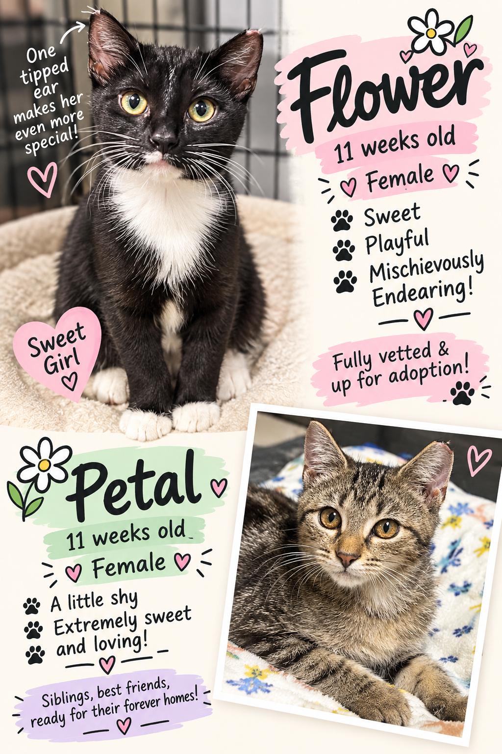 Enlarge Petal, a Adoptable Domestic Short Hair in Murrells Inlet, SC image 2/3
