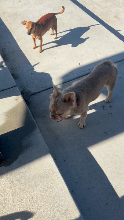 Enlarge Mr. Happy Fluffy, a Adoptable mixed breed in Vancouver, BC video 6/6