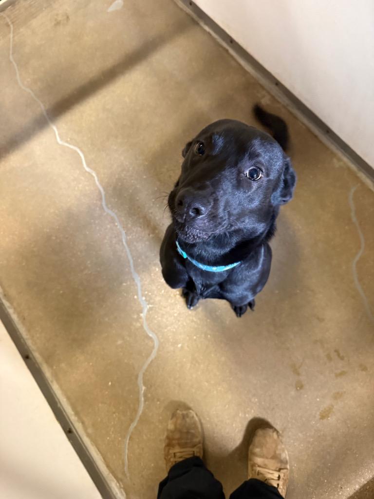 Enlarge Leo*, a Adoptable mixed breed in Belton, TX image 1/1